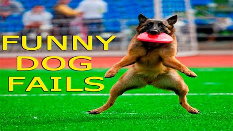 Funny Dogs - Funny Dog Fails - Funny Dogs Compilation - Funny Animals ...