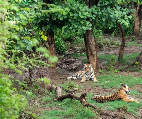 From Tigers to Birds: Explore the Rich Biodiversity of Sariska National ...