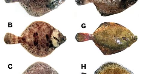 Species New to Science: [Ichthyology • 2016] Redescriptions of Two ...