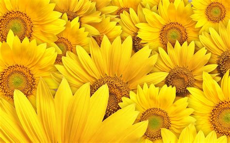 Laptop Wallpaper Sunflowers - GAMBAR BUNGA