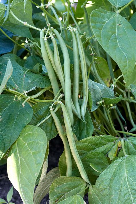 How to Grow Green Beans Your Family Will Actually Love | Growing green ...