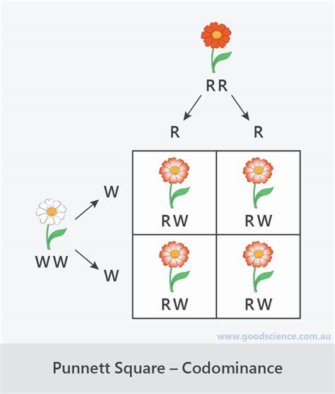 Punnett Squares | Good Science