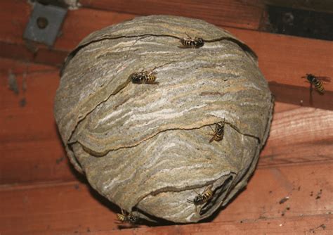 Wasp nest | Hornets nest | Identification | Wasp nest, Wasp, Bee ...