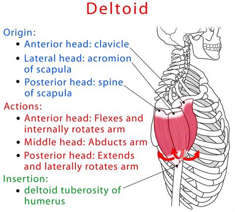 Deltoid (Front, Lateral, Rear) Anatomy, Location, Function, Pain ...