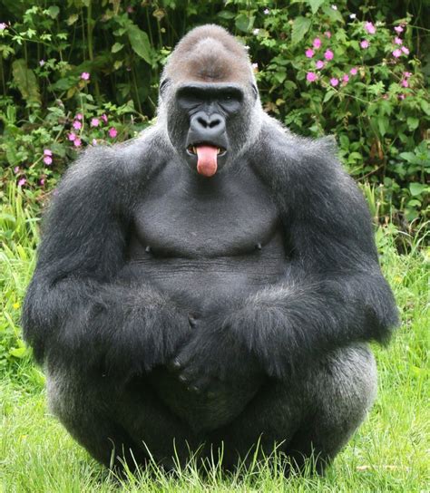 This Gorilla is a right cheeky monkey | Metro News