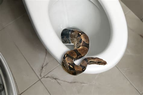 Enormous Python Found Emerging from Toilet That Wouldn't Flush - Newsweek