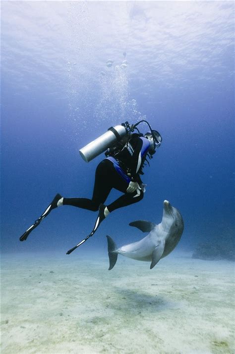 Dolphin Dive - Anthony's Key Resort - Roatan - Honduras I have done ...