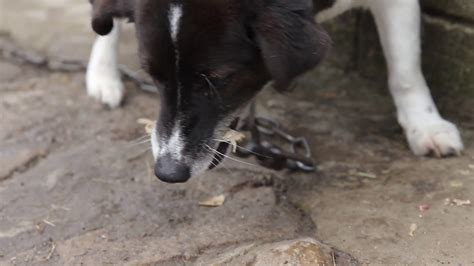 Close-up of Dog Eating Bone Outside Stock Video Footage - Storyblocks