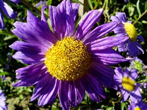 Free picture: purple flower, yellow, center