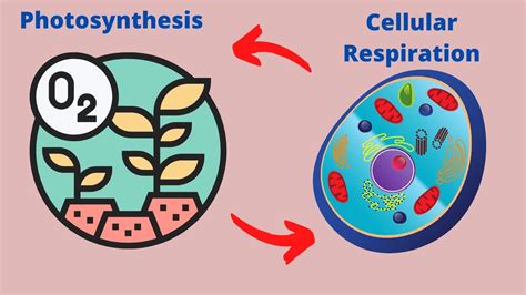 Cellular Respiration And Photosynthesis For Kids