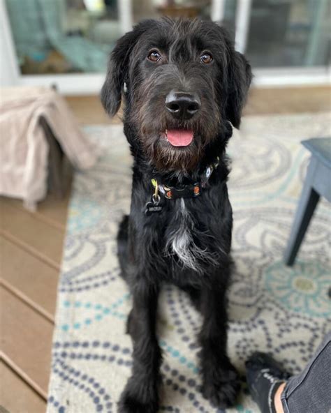 Irish Wolfhound Poodle Mix: A Wolfy Doodle You Will Love