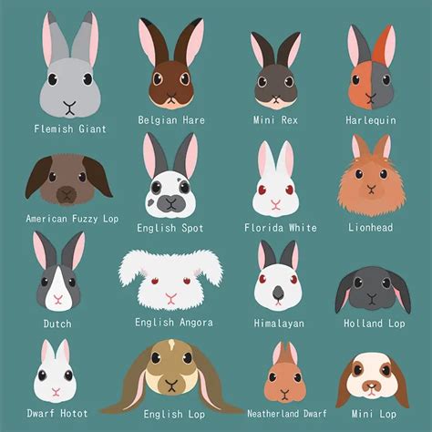 List Of Rabbit Breeds Bini The Bunny Wiki Fandom, 59% OFF