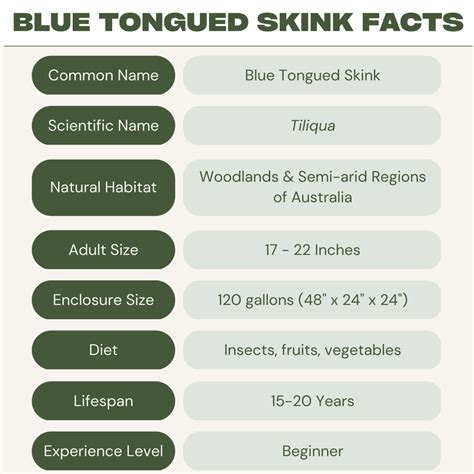 Blue Tongue Skink Care Guide: Diet, Housing, Facts - Reptile Craze