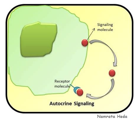 B for Biology: Cell-Cell Signaling