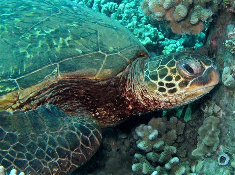 Encyclopaedia of Babies of Beautiful Wild Animals: The Baby Turtle