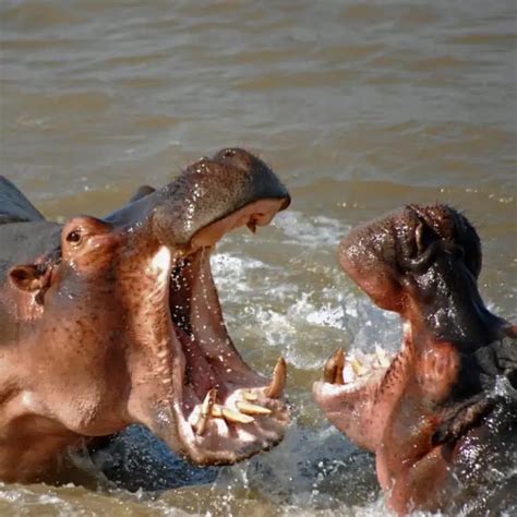 7 Incredible Hippo Teeth Facts You Didn't Know