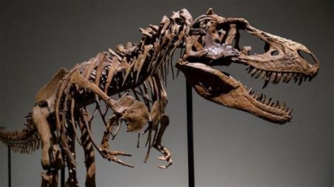 Study finds how dinosaurs' bones evolved to make them such giants ...