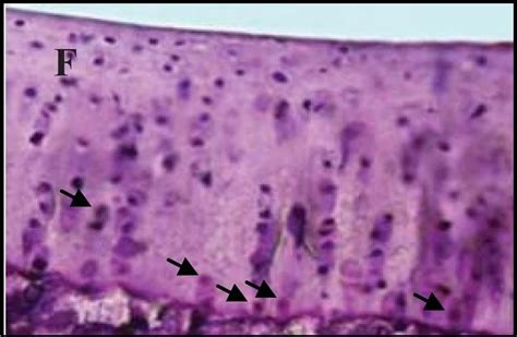 Caspase-3 Antibody [Unconjugated] - Active (AF835): Novus Biologicals