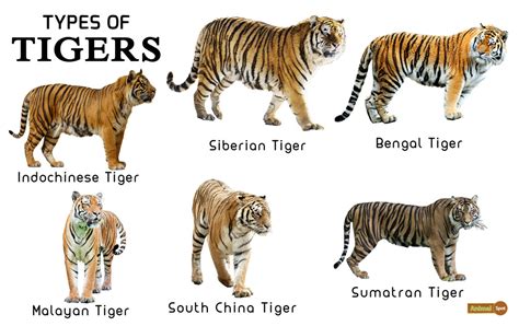 Tiger Facts, Types, Classification, Habitat, Diet, Adaptations