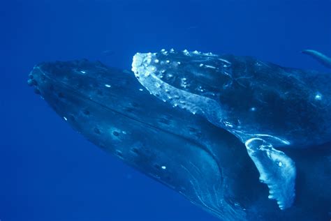 Humpback Whale Breeding