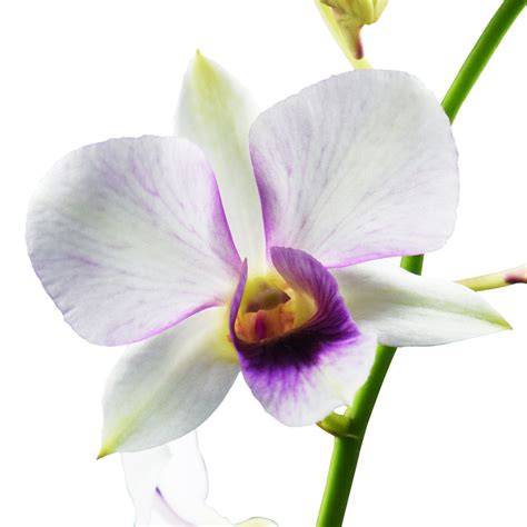 Triple Pink Dendrobium Orchids, Orchids in Bulk | Wholesaleflowers.net