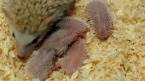 african pygmy hedgehog babies - YouTube