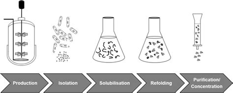 Schematic inclusion body process | Download Scientific Diagram