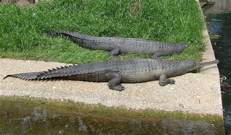 Gharial Facts and Pictures | Reptile Fact