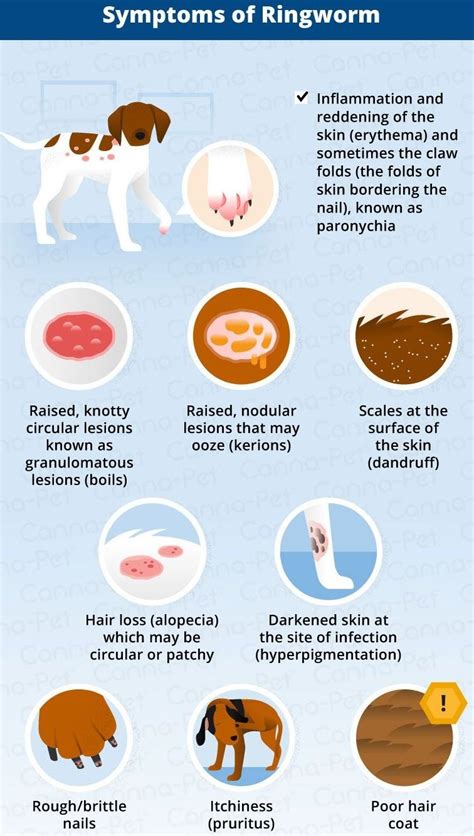 What Does Ringworm Look Like on a Dog? Ringworm In Dogs.