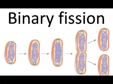 Binary fission of bacteria - YouTube