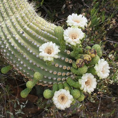 Saguaro Flowers (Carnegiea gigantea) - The Firefly Forest