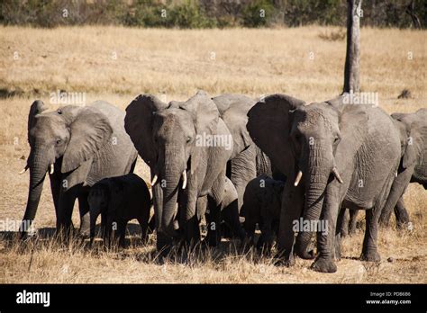 Elephants kruger national park hi-res stock photography and images - Alamy