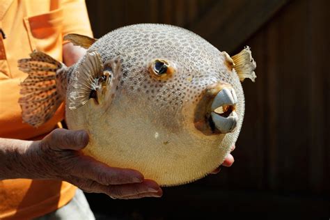 Fugu: The Famed Fish For Bold Culinary Adventurers – Japanese Taste