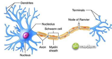 Function of Axon Terminal - biomadam