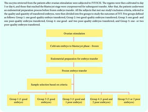 Frozen embryo transfer procedure. | Download Scientific Diagram