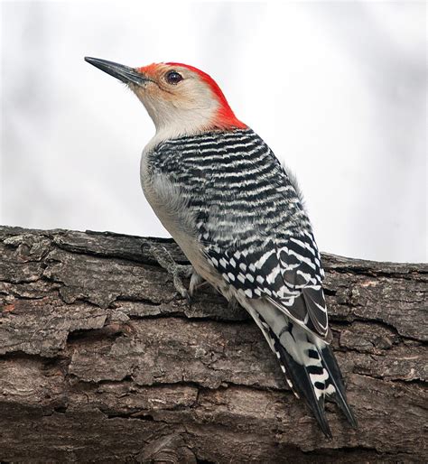 Male Red-Bellied Woodpecker - Birds and Blooms