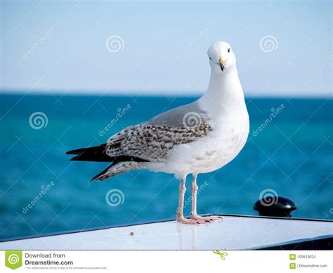 Photo of Sea Seagull Sitting, Shot from Brighton Pier, England Stock ...