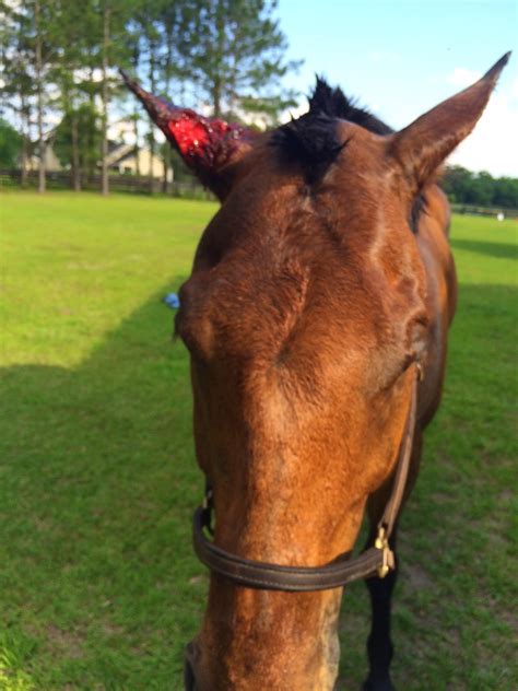 Michael Porter, Equine Veterinarian: Sarcoid Tumor in a Horse