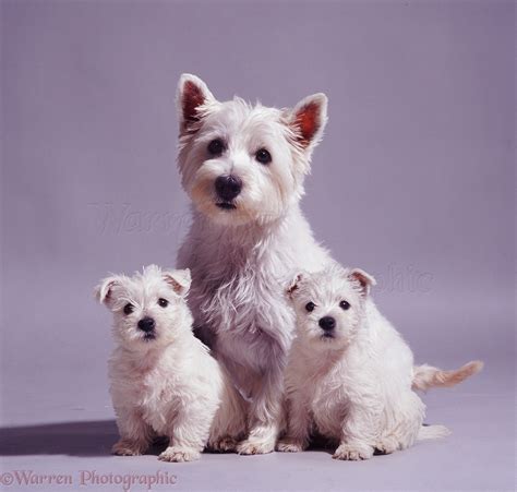 Free download Westie Puppies Wallpapers westie dog wallpaper img need ...