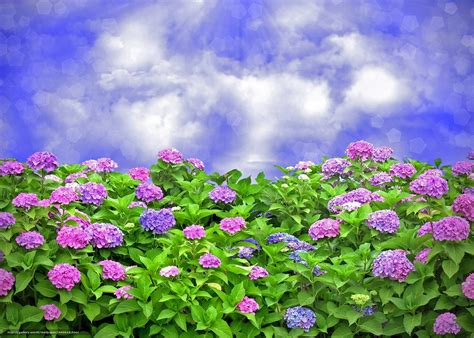 Hydrangea Desktop Wallpaper Free - WallpaperSafari