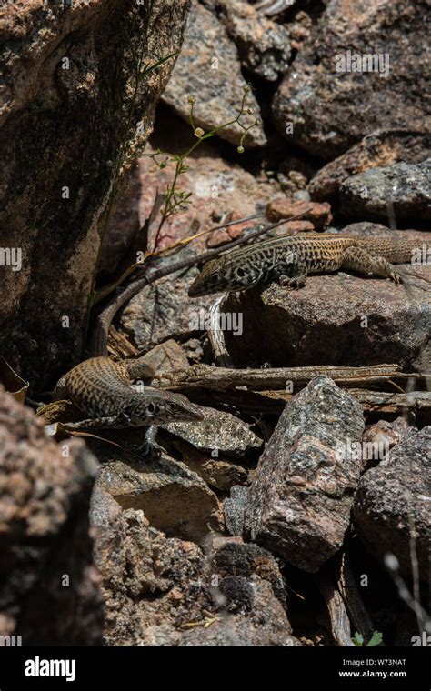 Western whiptail lizard hi-res stock photography and images - Alamy