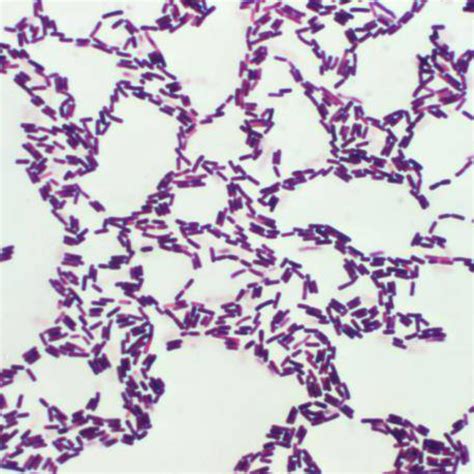 Bacillus coagulans