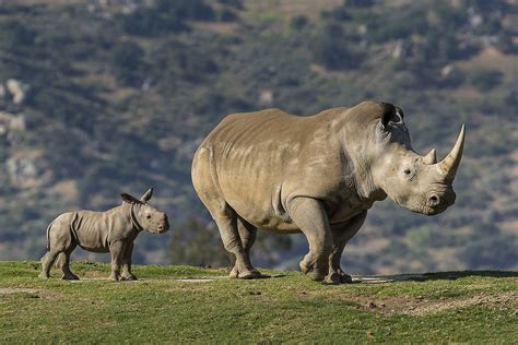 Mom and baby rhinos 🦏 | Baby animals, Animals, Rhino