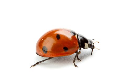 Are Ladybugs Poisonous? | AAI Pest Control Stockton, Ca.