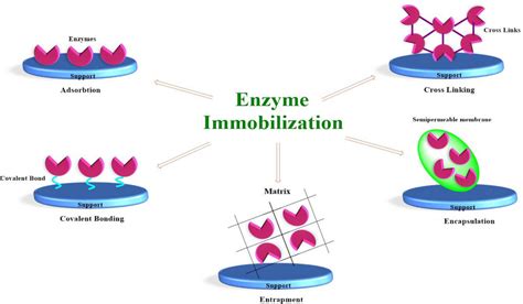 Different types of enzyme immobilization techniques | Download ...