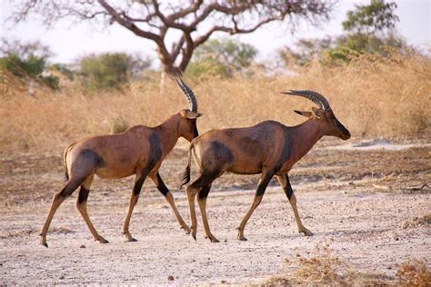 Northern Cameroon: Sahel, Savannah and Mountains