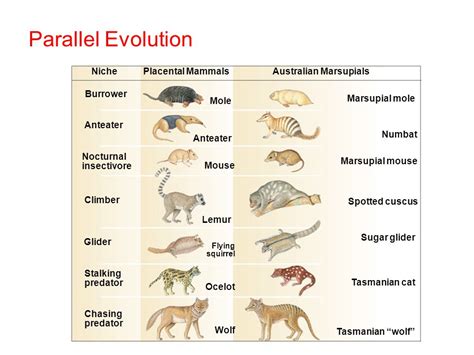 Patterns of evolution (types of evolution) - Overall Science