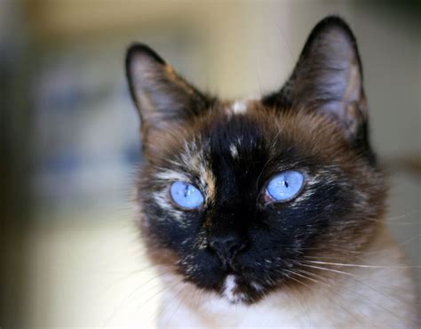 Tortie Point Siamese Cats - Siamese Of Day