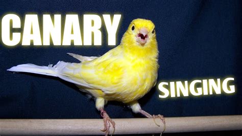 CANARY SINGING - YouTube