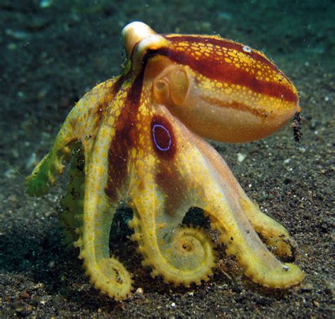 Ocellated Octopus | This is the first of three photographs o… | Flickr